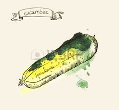 236x219 Watercolor Cucumber