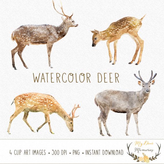 570x570 Deer Clip Art Watercolor Deer Clip Art Roe Clip By Mydearmemories