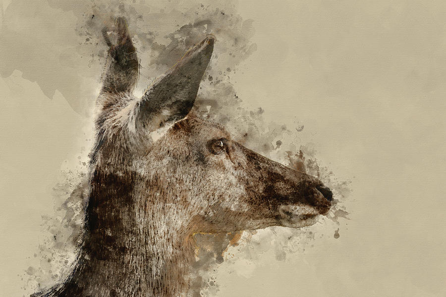 900x600 Digital Watercolor Painting Of Stunning Hind Doe Red Deer Cervus