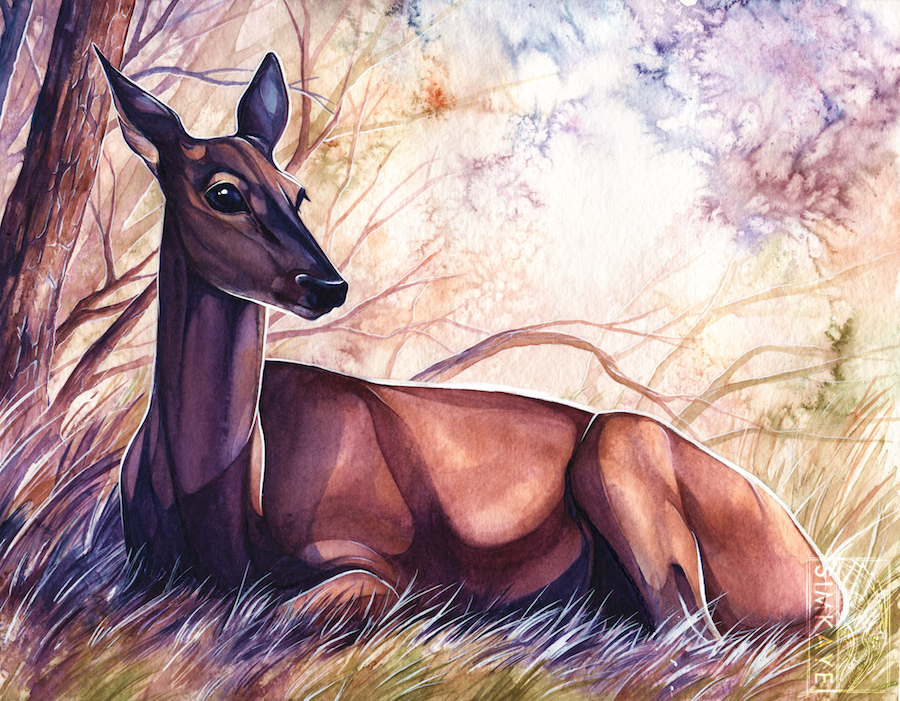 900x701 Doe Watercolour By Simkaye
