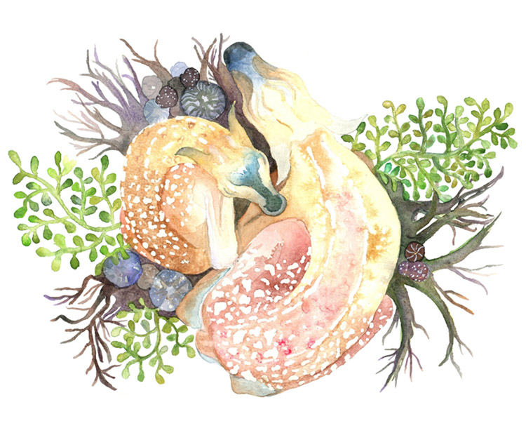 750x600 Watercolor Rachel Parris Illustration