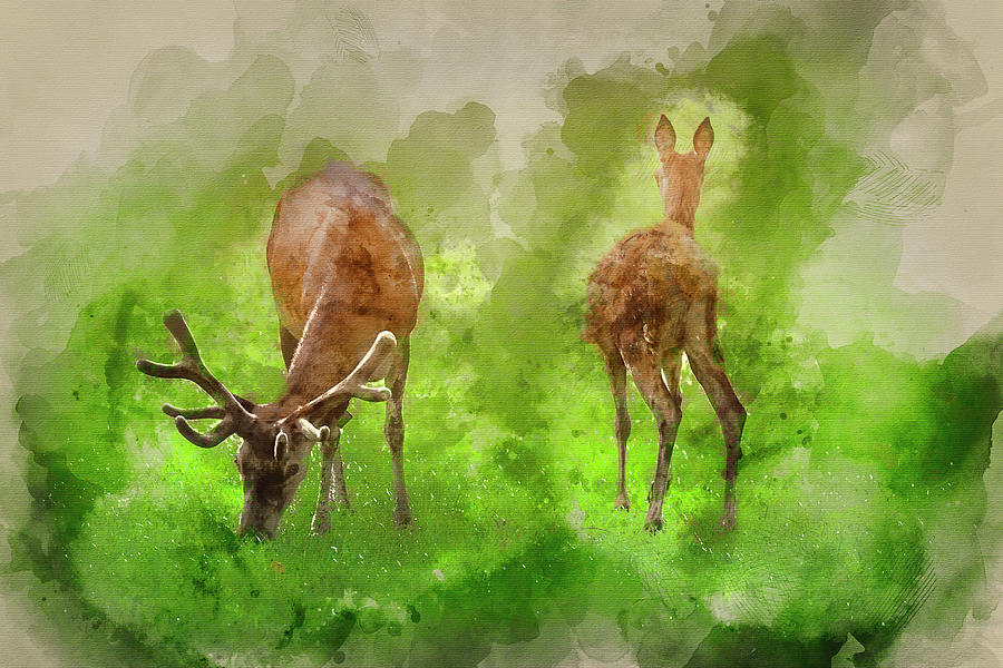 900x600 Watercolour Painting Of Beautiful Red Deer Stag And Doe In Brigh