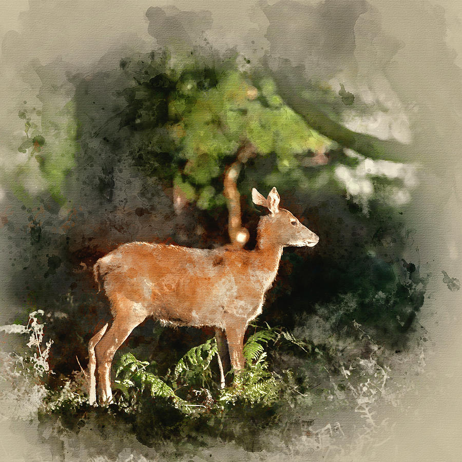 900x900 Watercolour Painting Of Stunning Hind Doe Red Deer Cervus Elaphu