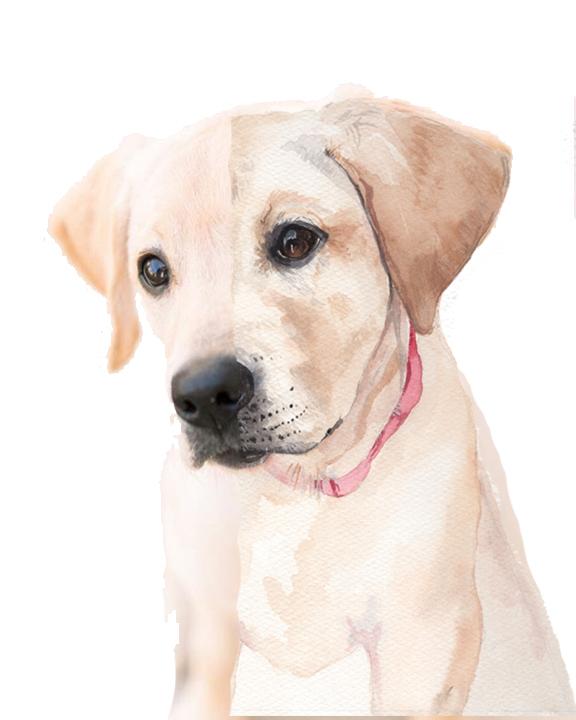 576x720 Custom Watercolor Pet Portrait