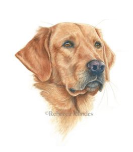 264x300 How To Paint A Realistic Retriever Dog In Watercolor