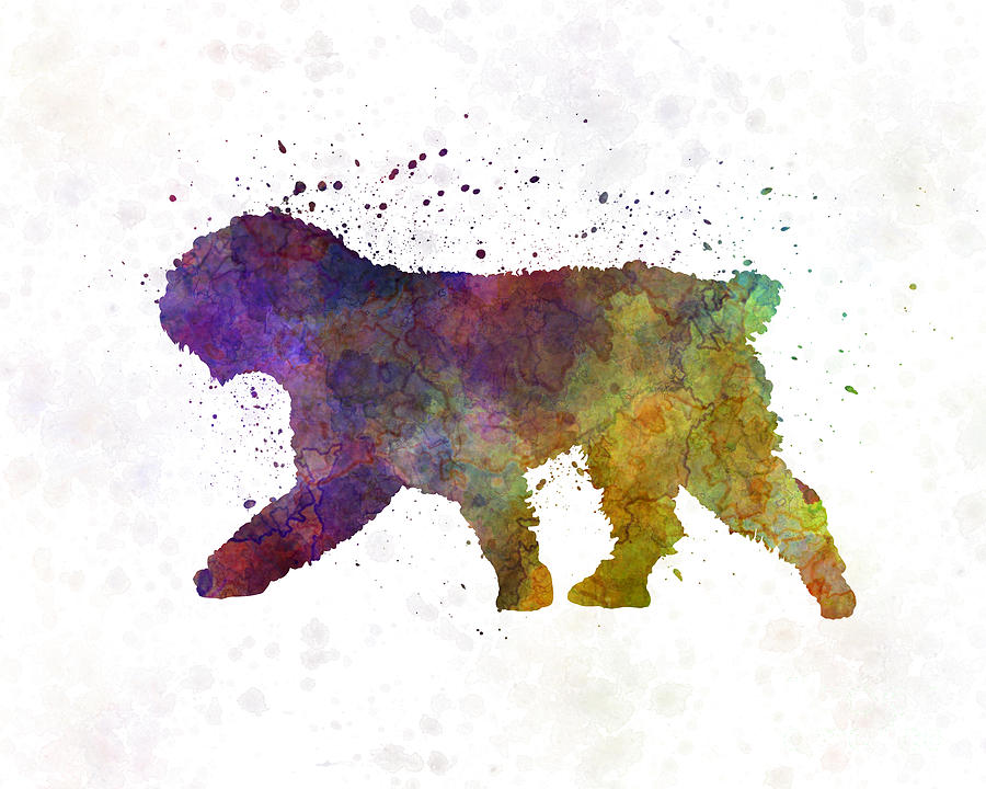 900x720 Spanish Water Dog In Watercolor Painting By Pablo Romero