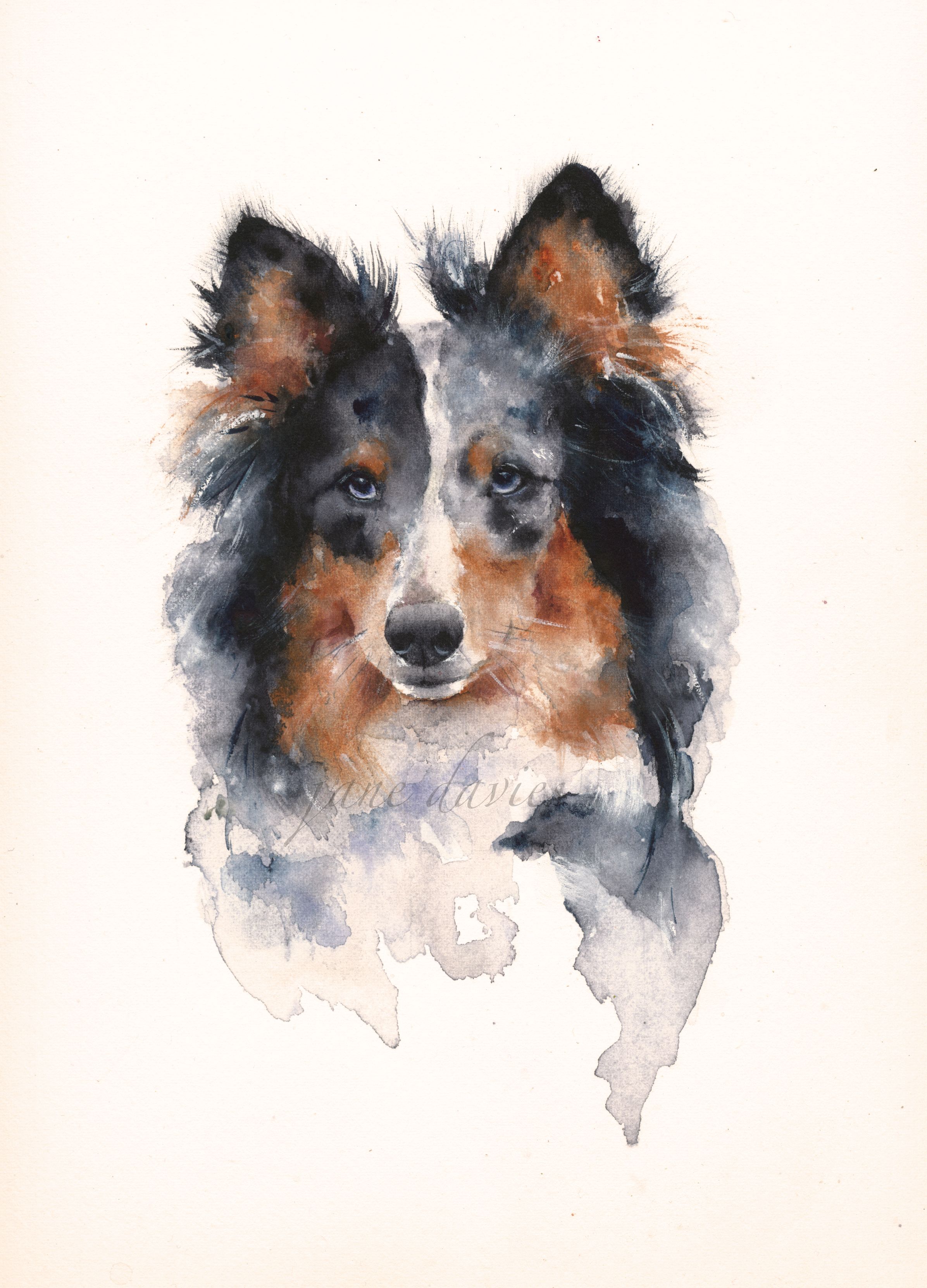 2392x3321 Pet Portrait In Watercolour Of A Sheltie Dog Painted By Artist