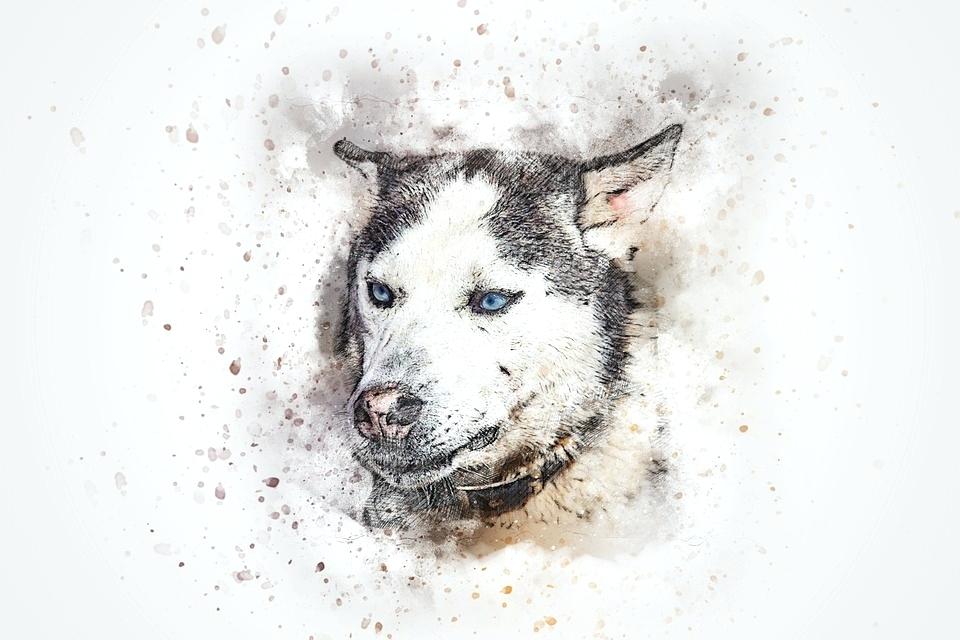 960x640 Abstract Dog Art Portrait Pet Vintage Watercolor Artist