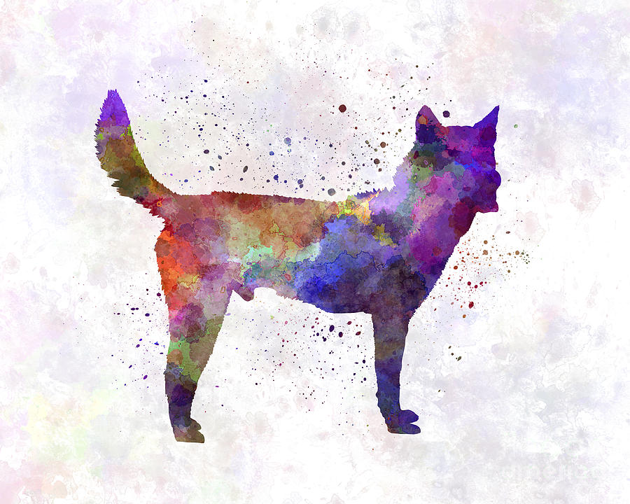 900x720 Korea Jindo Dog In Watercolor Painting By Pablo Romero