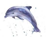 190x152 Watercolor Dolphin