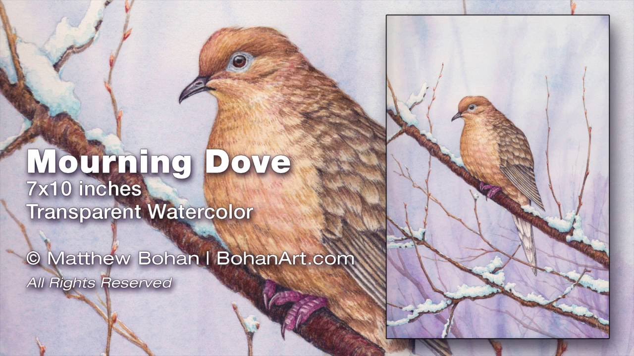 1280x720 Mourning Dove Painting Transparent Watercolor Time Lapse
