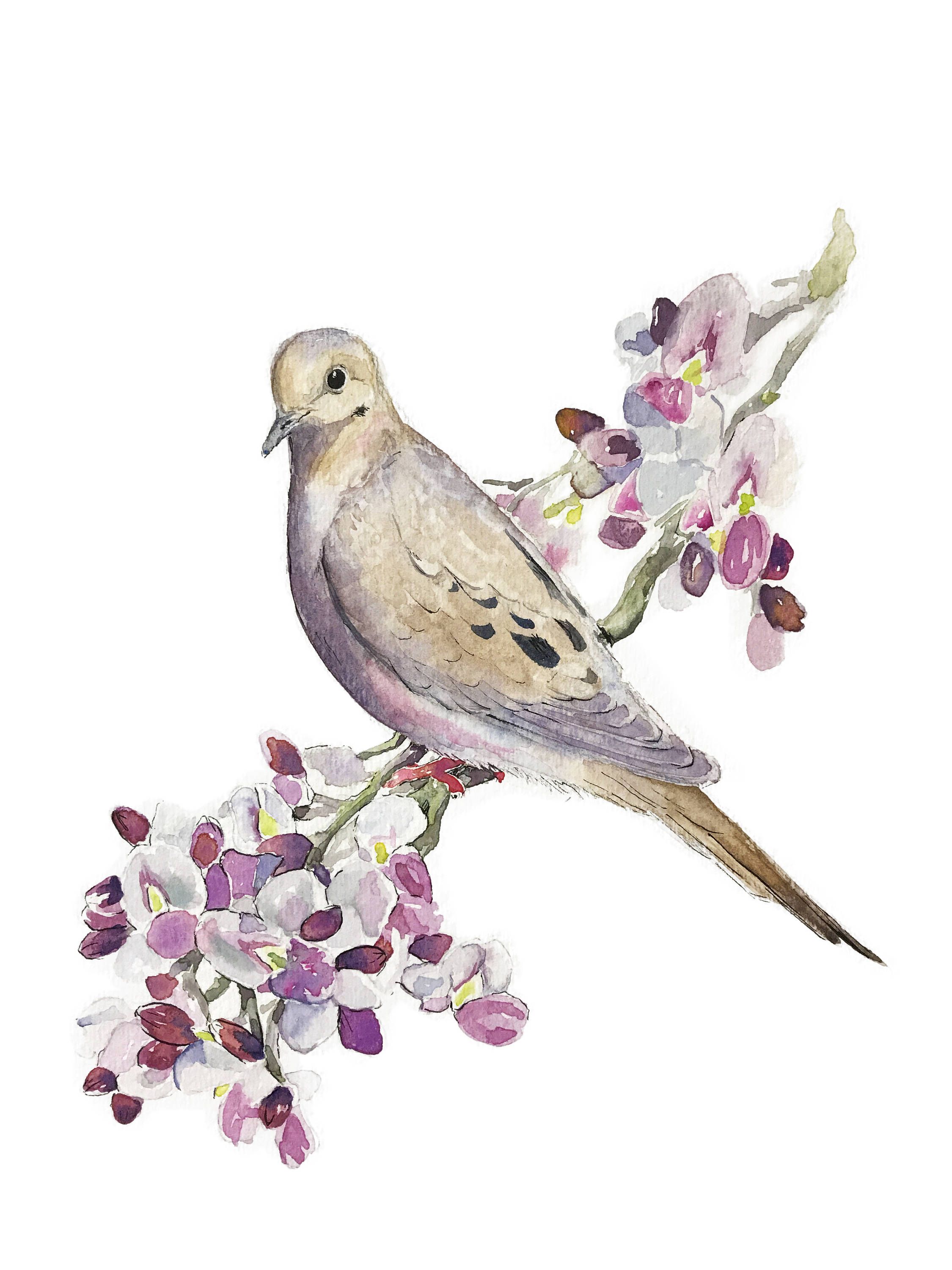 2250x3000 Watercolor 8x10 Print Mourning Dove On Ironwood With Flower