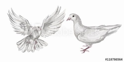 500x251 Watercolor Dove Set. White Pigeon Symbol Of Love , Piece And