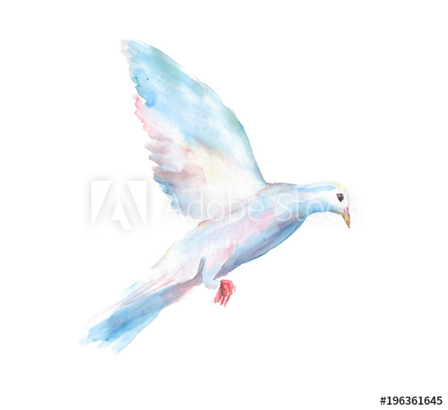 500x458 Watercolor Hand Drawn Sketch Illustration Of Dove In Flight