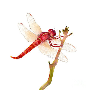 300x300 Dragonfly Watercolor Paintings Fine Art America