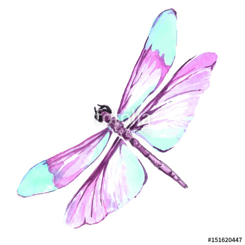 500x500 Watercolor Color Dragonfly Drawing Stock Image And Royalty Free