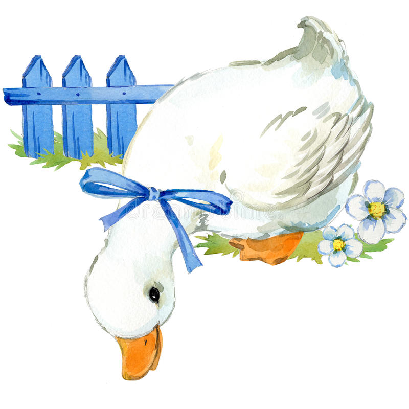 800x800 Duck Clipart Watercolor ~ Frames ~ Illustrations ~ Hd Images