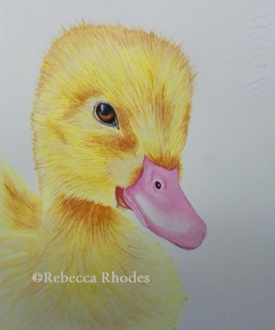 878x1052 How To Paint A Baby Duck In Watercolor