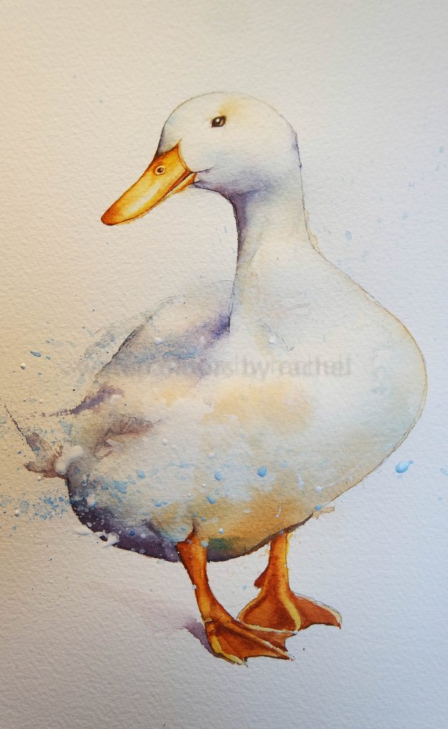 630x1024 How To Paint A White Duck On White Paper. Watercolours By Rachel