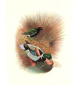 254x300 Indian Duck Miniature Painting Fine Hand Painted Watercolor Ethnic