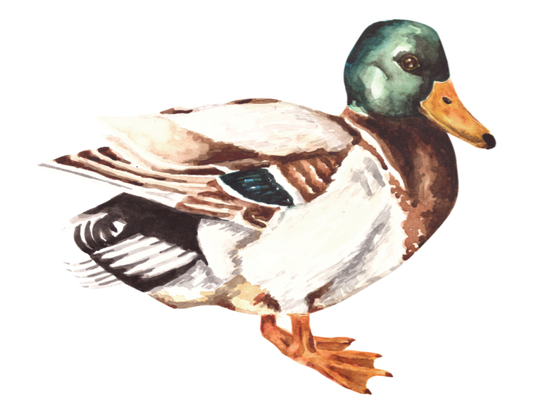 764x574 Latest Artwork More Floral Studies, Watercolor Duck And Starting