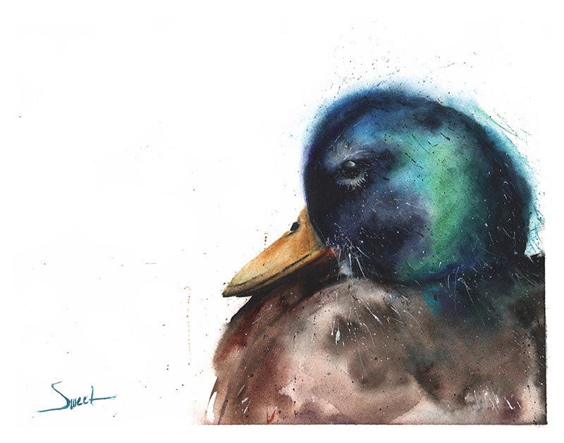 800x629 Mallard Duck Watercolor Print Watercolor Animal Paintings