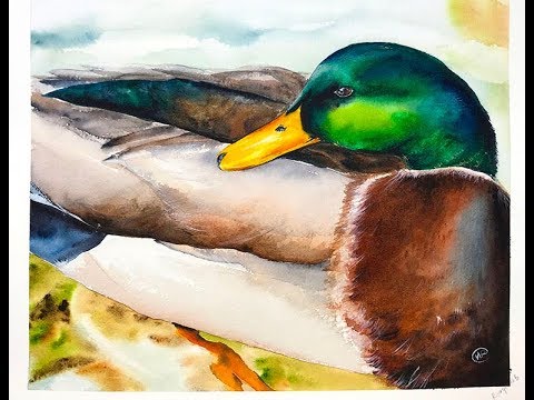 480x360 Watercolor Duck Painting Demonstration