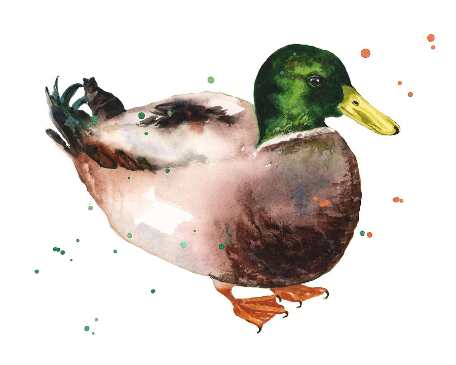 900x720 Watercolor Duck Painting By Alison Fennell