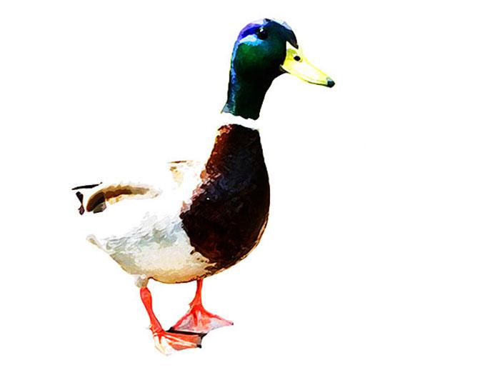 700x525 Watercolor Duck