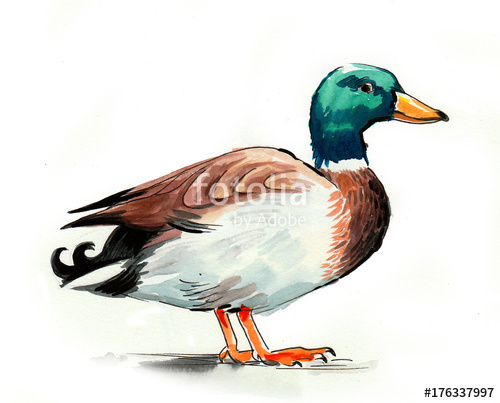 500x403 Watercolor Duck Stock Photo And Royalty Free Images On Fotolia