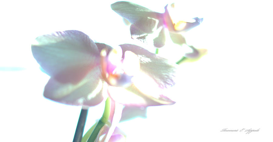 900x468 Watercolor Phalaenopsis Orchids Painting By Rosemarie E Seppala