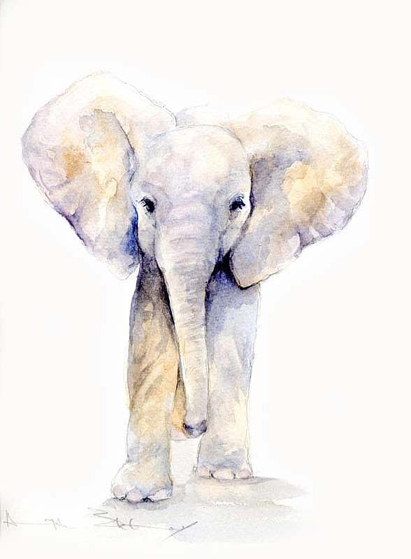 588x800 The David Sheldrick Wildlife Trust