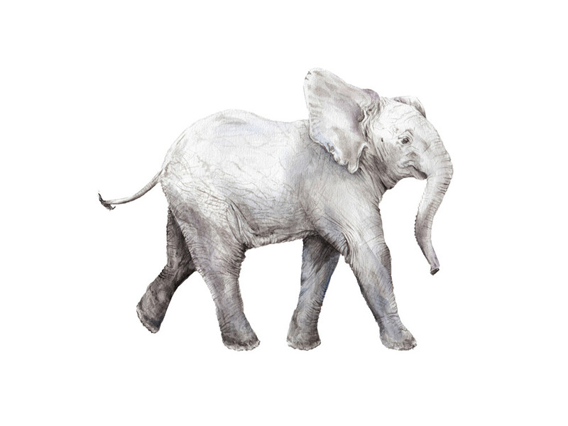 800x600 Baby Watercolor Elephant Wall Art Prints By Lauren Rogoff Minted