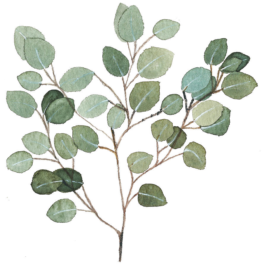 900x900 Collection Of Eucalyptus Leaves Drawing High Quality, Free