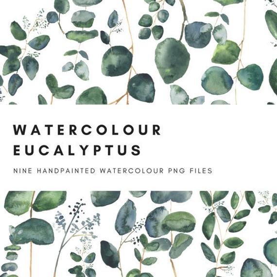 570x570 Eucalyptus Leaves Watercolor Clip Art Digital Graphics 600dpi Etsy