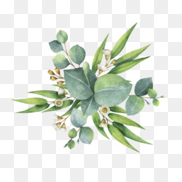 260x260 Eucalyptus Png Amp Eucalyptus Transparent Clipart Free Download