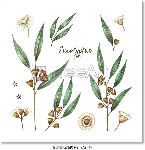 561x581 Free Art Print Of Watercolor Eucalyptus Leaves. Watercolor