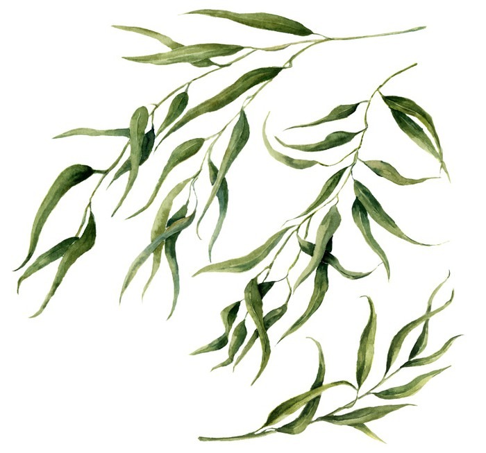 700x653 Watercolor Eucalyptus Leaves Branch Set. Hand Painted Floral