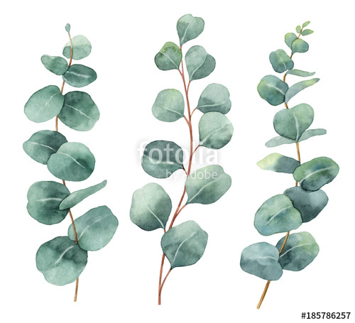 500x455 Watercolor Hand Painted Vector Set With Eucalyptus Leaves And