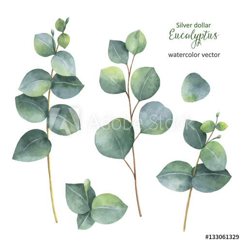 500x500 Watercolor Hand Painted Vector Set With Silver Dollar Eucalyptus