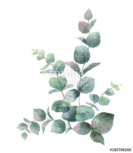 The best free Eucalyptus watercolor images. Download from 126 free ...