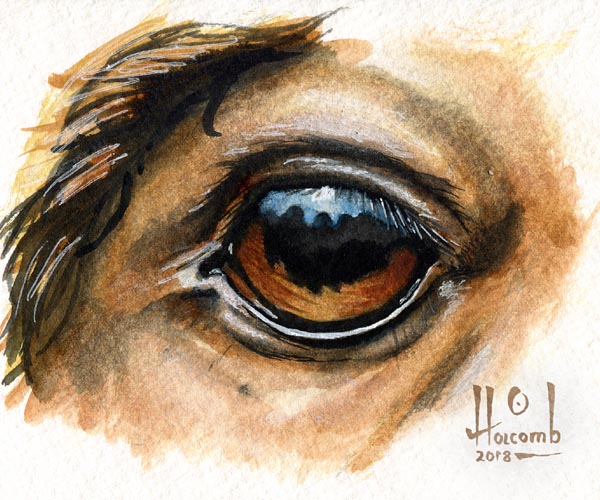 600x500 Watercolor Horse Eye By Ryngsraccoon