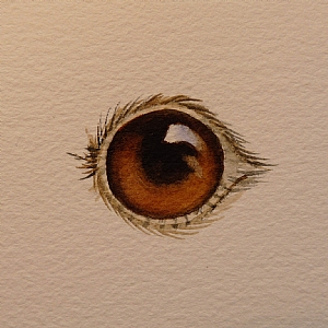 300x300 Painting Eyes Step By Step Watercolor
