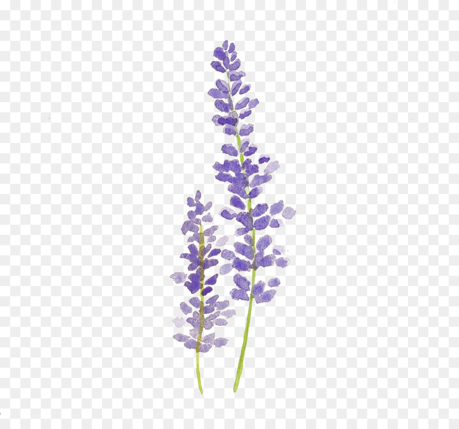 900x840 Download Watercolor Painting Lavender Drawing Watercolour F