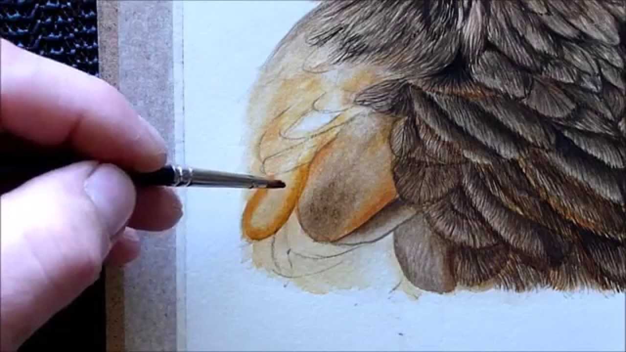 1280x720 Harris Hawk Bird Watercolour Painting Tutorial