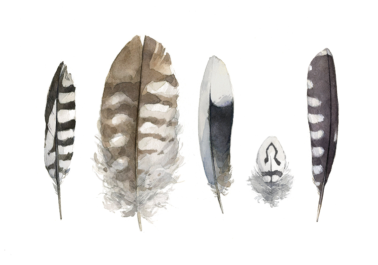 759x532 Striped Feathers Watercolor David Scheirer Watercolors