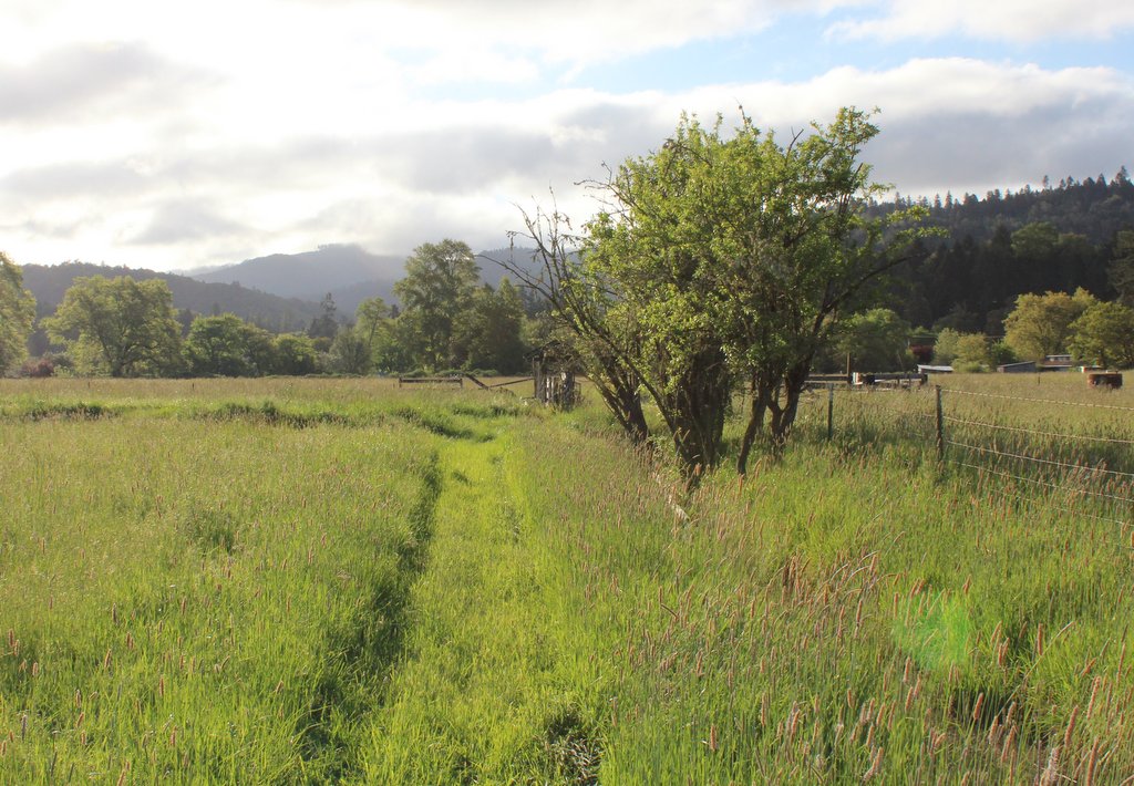 1024x710 Morning Field