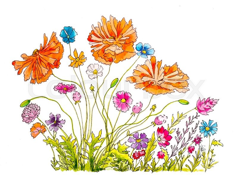 800x589 Hand Painted Watercolor And Ink Illustration With Poppies And
