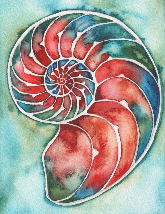 570x737 Fire Nautilus 5 X 7 Print Of Watercolour Seashell Crimson Scarlet