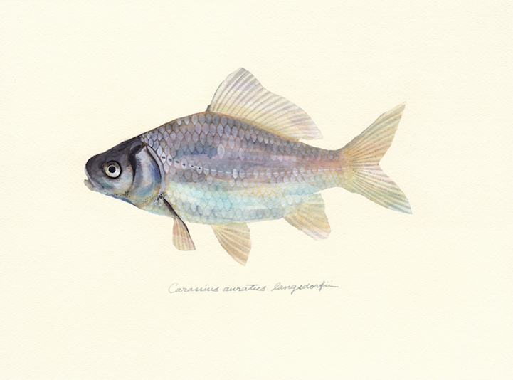 721x534 Japanese Artist Creates Delicate Watercolor Paintings Of Fish